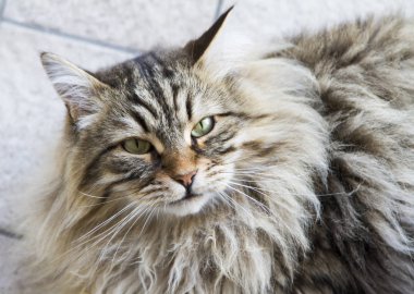 çok güzel uzun saçlı Bahçe, kahverengi tabby Sibirya bre kedi