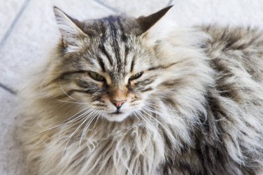 çok güzel uzun saçlı Bahçe, kahverengi tabby Sibirya bre kedi