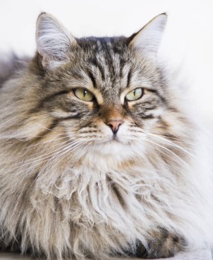 çok güzel uzun saçlı Bahçe, kahverengi tabby Sibirya bre kedi