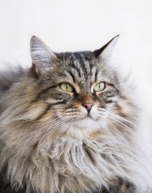 çok güzel uzun saçlı Bahçe, kahverengi tabby Sibirya bre kedi