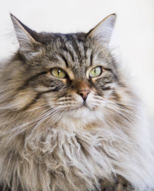 çok güzel uzun saçlı Bahçe, kahverengi tabby Sibirya bre kedi