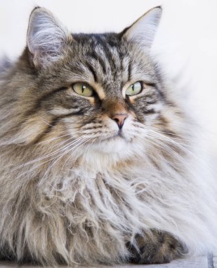 çok güzel uzun saçlı Bahçe, kahverengi tabby Sibirya bre kedi