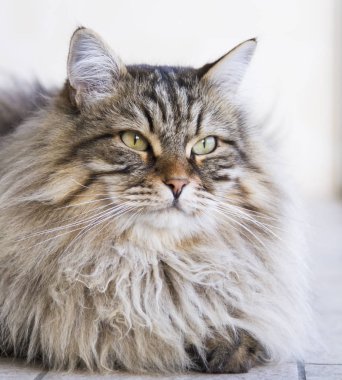 çok güzel uzun saçlı Bahçe, kahverengi tabby Sibirya bre kedi