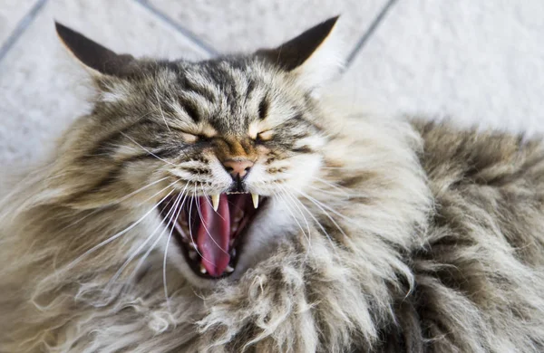 Gato bostezando, adorable gatito de pelo largo en el jardín, marrón ta —  Fotos de Stock