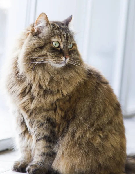 Adorabile gatto dai capelli lunghi in giardino, marrone sgombro siberiano — Foto Stock