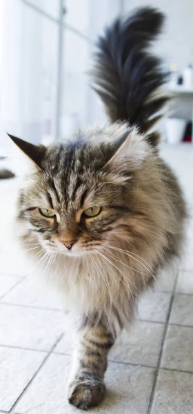 Entzückende langhaarige Katze im Garten, braun gestromt sibirische bre — Stockfoto