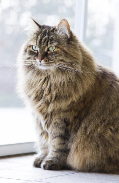 Adorabile gatto dai capelli lunghi in giardino, marrone sgombro siberiano — Foto Stock