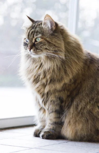 Bahçe, kahverengi uskumru Sibirya çok güzel uzun saçlı kedi — Stok fotoğraf