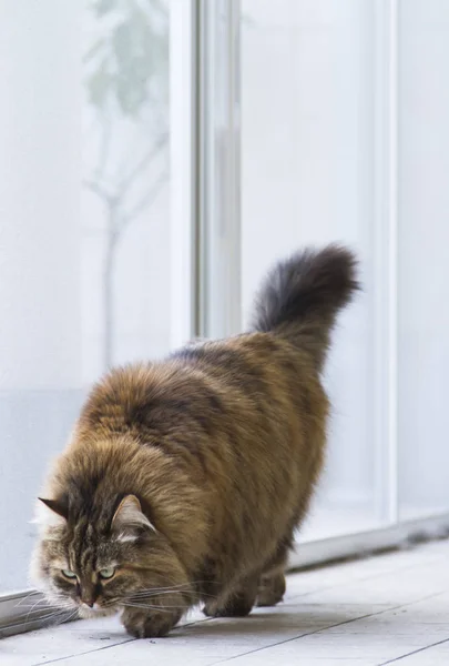 Adorable long haired cat in the garden, brown mackerel siberian — Stock Photo, Image