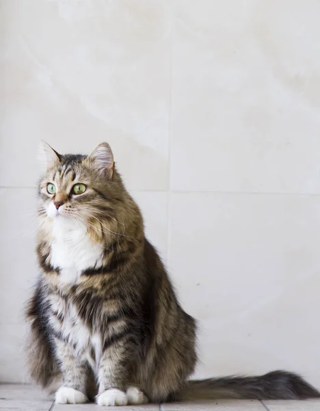 Adorable gato de pelo largo en el jardín, marrón con tabby s blanco —  Fotos de Stock