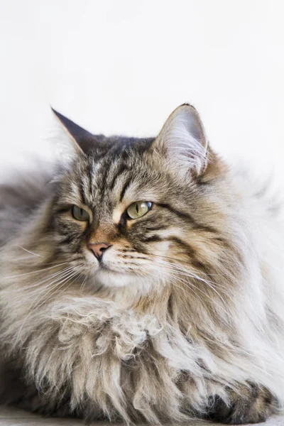 Adorable chat aux cheveux longs dans le jardin, brun tabby sibérien bre — Photo