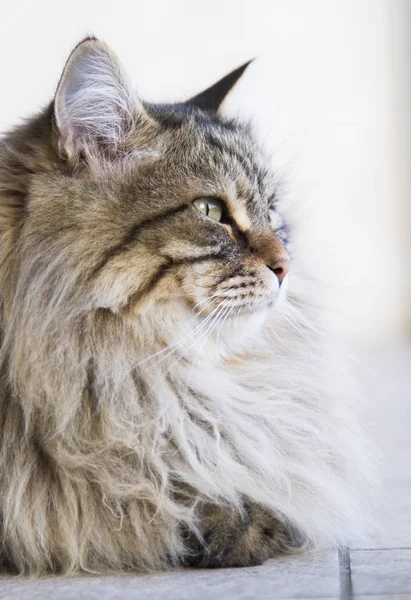 Rozkošný dlouhé vlasy kočka v bre zahradní, hnědé tabby sibiřský — Stock fotografie