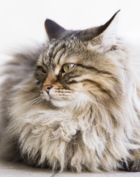 Adorable Chat Aux Cheveux Longs Dans Le Jardin Brun Tabby Siberien Bre Image Libre De Droit Par Endomass C Adorable Chat Aux Cheveux Longs Dans Le Jardin Brun Tabby Siberien Bre Image Libre De Droit Par Endomass C