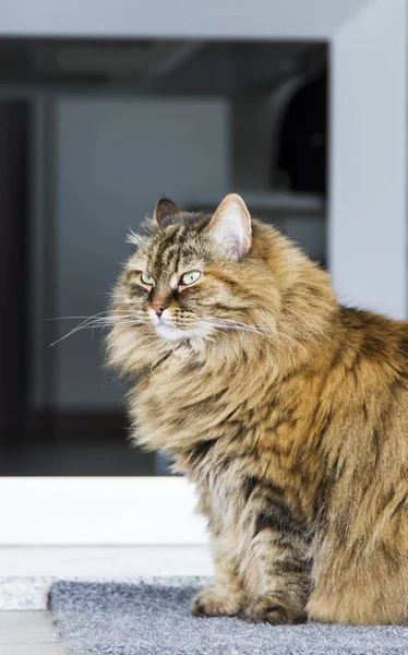 Bahçe, kahverengi uskumru Sibirya çok güzel uzun saçlı kedi — Stok fotoğraf