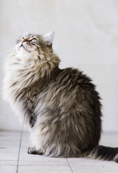 Adorável gato de cabelos longos no jardim, marrom tabby siberiano bre — Fotografia de Stock