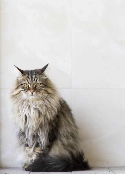 çok güzel uzun saçlı Bahçe, kahverengi tabby Sibirya bre kedi