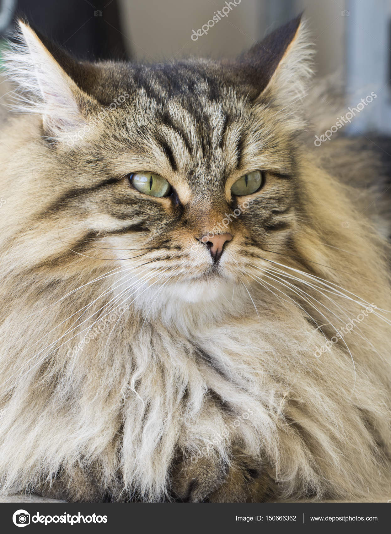 Beautiful Brown Tabby Kitten Of Siberian Breed In The House Stock Photo Image By C Endomass Beautiful Brown Tabby Kitten Of Siberian Breed In The House Stock Photo Image By C Endomass