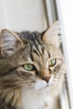 çok güzel kahverengi Sibirya kedisi, uzun saçlı