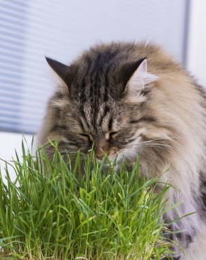 çim, Sibirya doğurmak yeme kahverengi kedi
