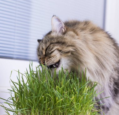 Sibirya doğurmak, çim yeme kahverengi kedi
