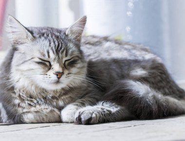 Sibirya doğurmak, uzun saçlı gümüş dişi kedi