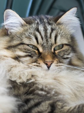 Sibirya doğurmak evde güzel kahverengi tabby yavru kedi