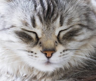 Sibirya doğurmak, uzun saçlı gümüş dişi kedi