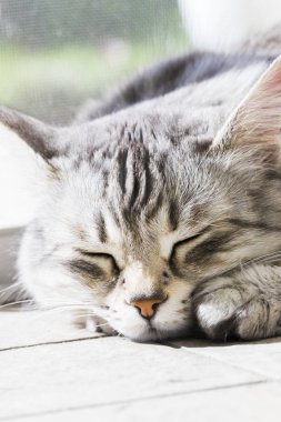 Sibirya doğurmak, uzun saçlı gümüş dişi kedi