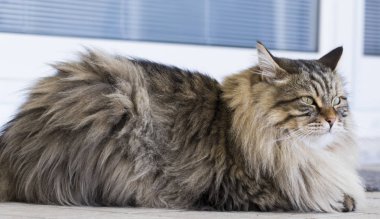 Sibirya doğurmak evde güzel kahverengi tabby yavru kedi
