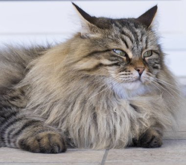 Sibirya doğurmak evde güzel kahverengi tabby yavru kedi