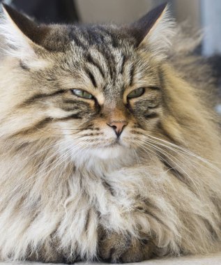 Sibirya doğurmak evde güzel kahverengi tabby yavru kedi