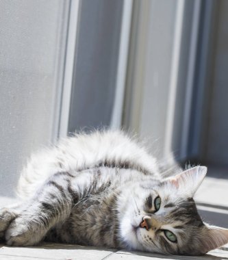 Sibirya doğurmak, uzun saçlı gümüş dişi kedi