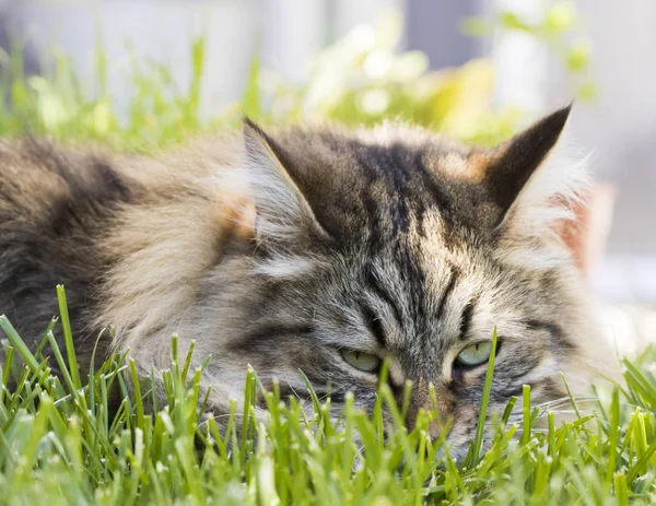 Adorable gato siberiano marrón, de pelo largo —  Fotos de Stock