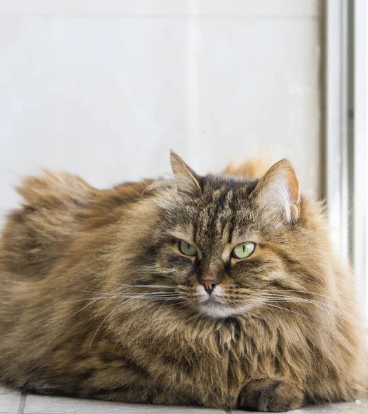 Śliczny brązowy syberyjski kot, długie włosy — Zdjęcie stockowe