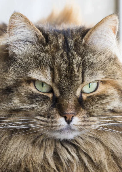 可爱的棕色西伯利亚猫长发 — 图库照片