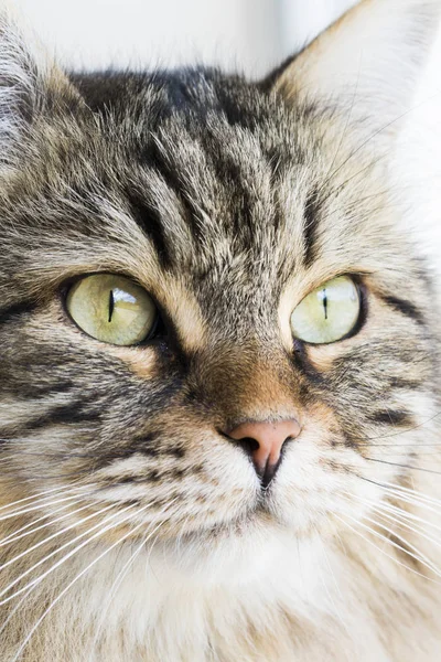 Schattig bruin Siberische Kat, langharige — Stockfoto