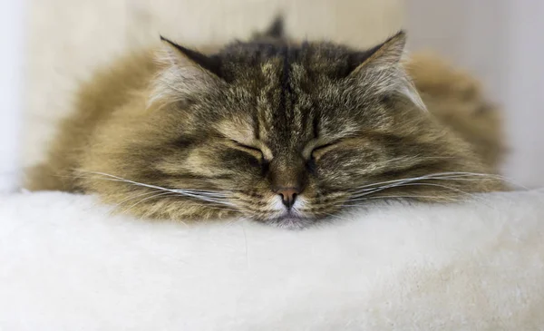 Entzückende braune sibirische Katze, langhaarig — Stockfoto