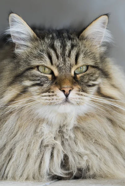 Αξιολάτρευτο καφέ σιβηρικής γάτας, μακριά μαλλιά — Φωτογραφία Αρχείου