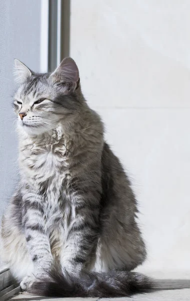 Sibirya doğurmak, uzun saçlı gümüş dişi kedi — Stok fotoğraf