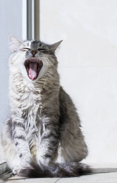 Silver female cat of siberian breed, long haired — Stock Photo, Image