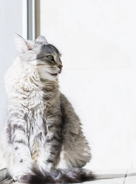 Silver female cat of siberian breed, long haired — Stock Photo, Image