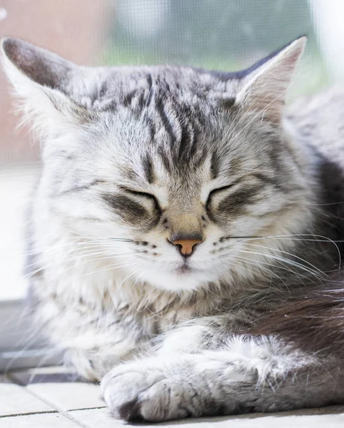 Sibirya doğurmak, uzun saçlı gümüş dişi kedi — Stok fotoğraf