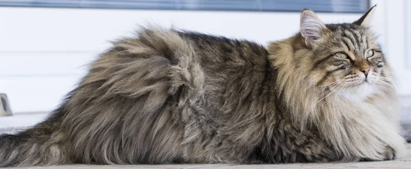 Gatinho tabby marrom bonito da raça siberiana na casa — Fotografia de Stock