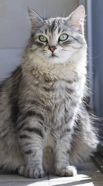 Prata gato fêmea de raça siberiana, cabelos longos — Fotografia de Stock