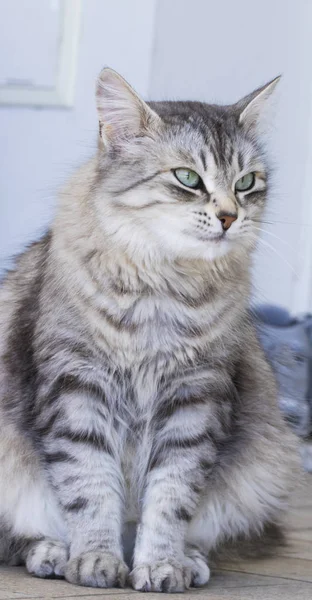 Chat femelle argentée de race sibérienne, aux cheveux longs — Photo