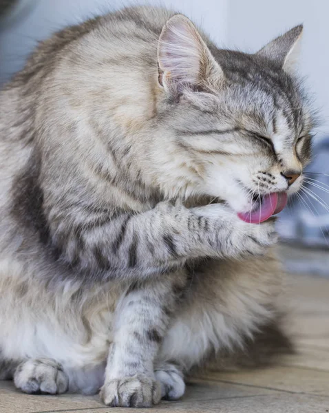 Gato hembra de plata de raza siberiana, de pelo largo —  Fotos de Stock