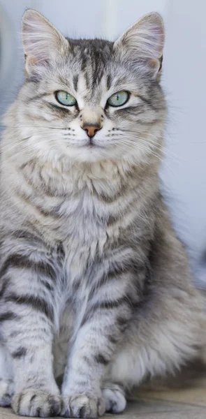 Chat femelle argentée de race sibérienne, aux cheveux longs — Photo