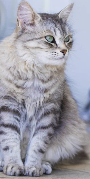 Chat femelle argentée de race sibérienne, aux cheveux longs — Photo