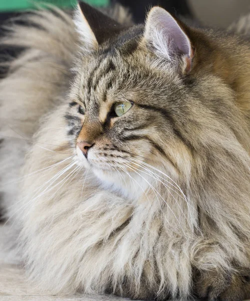 Sibirya doğurmak evde güzel kahverengi tabby yavru kedi — Stok fotoğraf