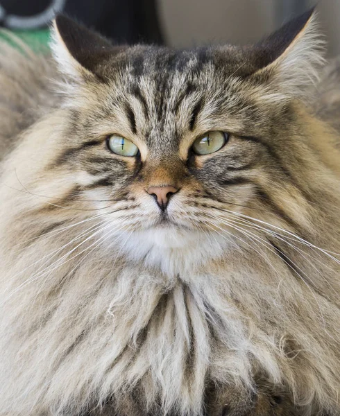 Gatinho tabby marrom bonito da raça siberiana na casa — Fotografia de Stock